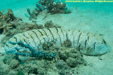 sea cucumber